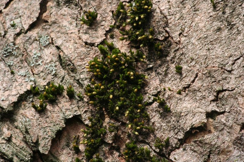 Orthotrichum patens (door Niko Buiten)