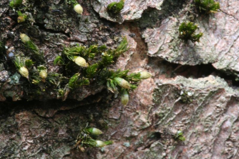 Orthotrichum patens (door Niko Buiten)