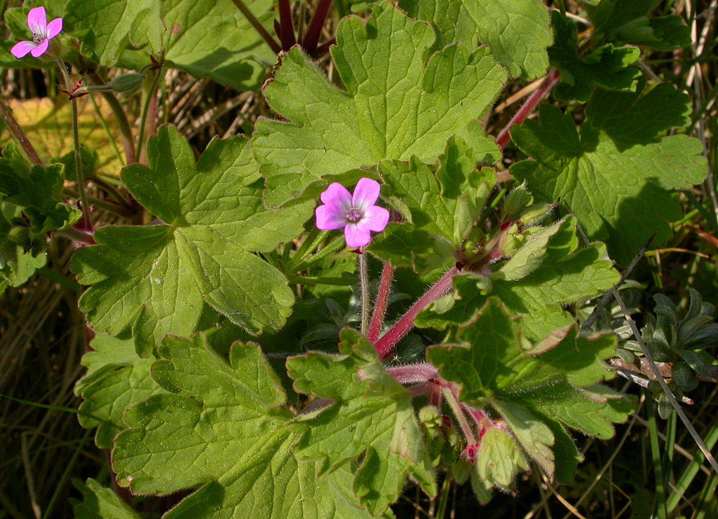 Geranium rotundifolium (door Peter Meininger)