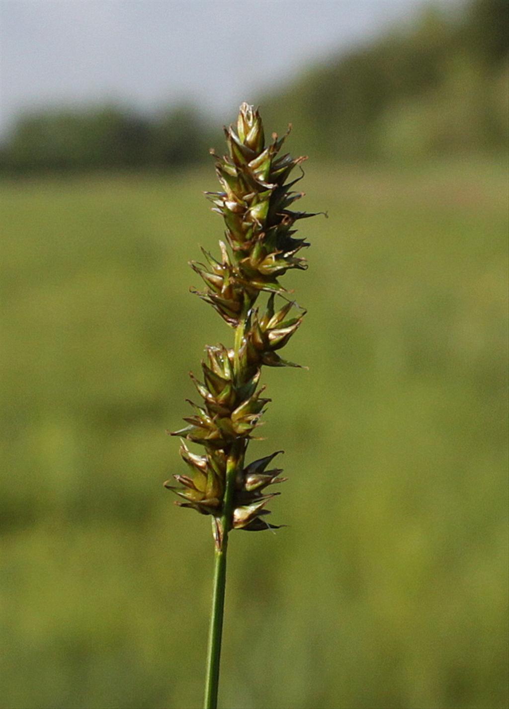 Carex diandra (door Peter Meininger)