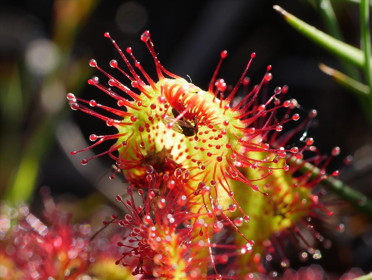 Drosera rotundifolia (door Fred Severin)