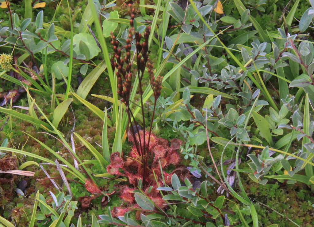 Drosera rotundifolia (door Peter Meininger)