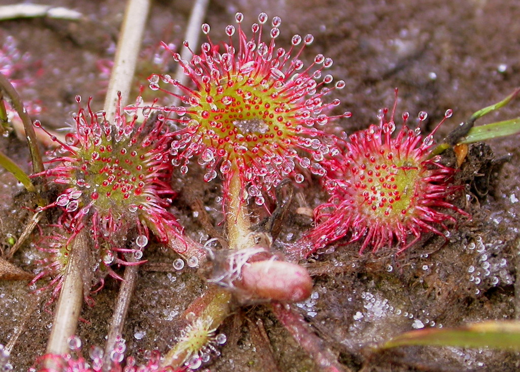 Drosera rotundifolia (door Peter Meininger)