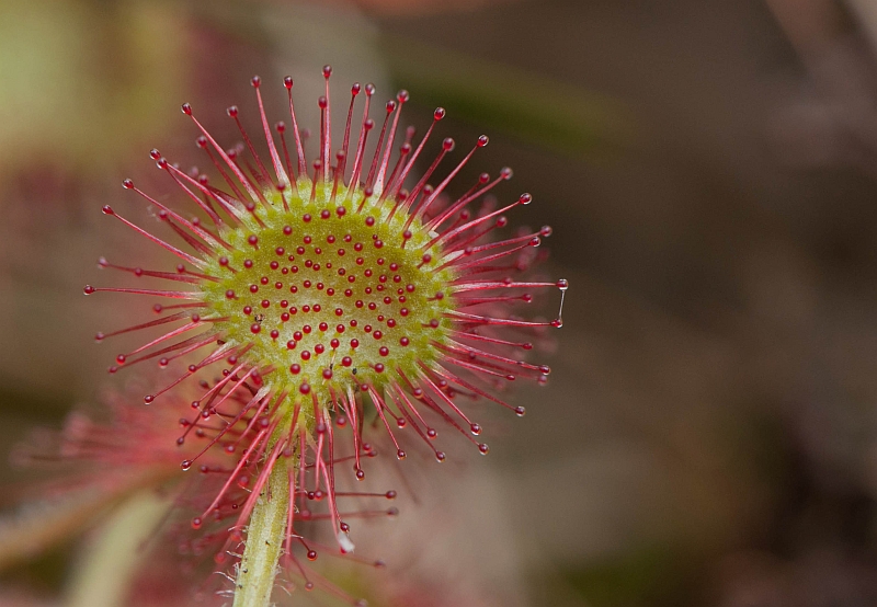 Drosera rotundifolia (door Wijnand van Buuren)