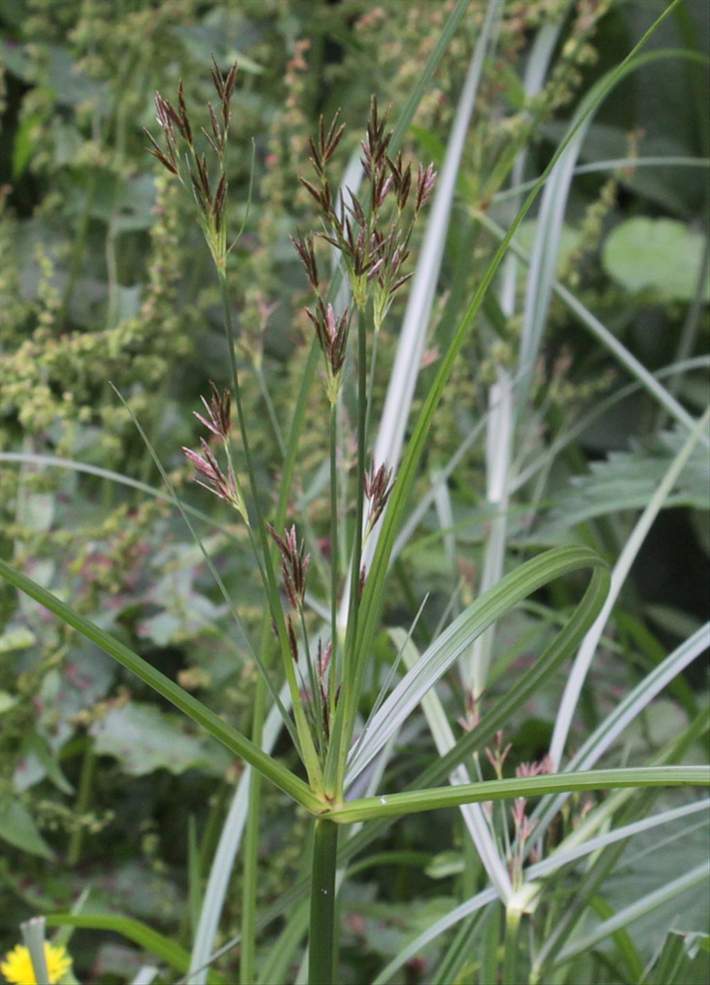 Cyperus longus (door Peter Meininger)