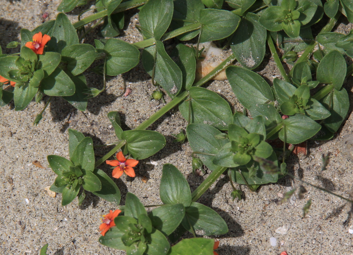 Anagallis arvensis subsp. arvensis (door Peter Meininger)