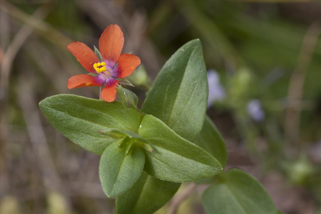 Anagallis arvensis subsp. arvensis (door Valentine Kalwij)