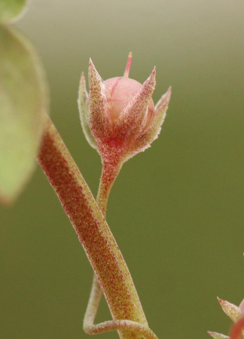 Anagallis arvensis subsp. arvensis (door Peter Meininger)