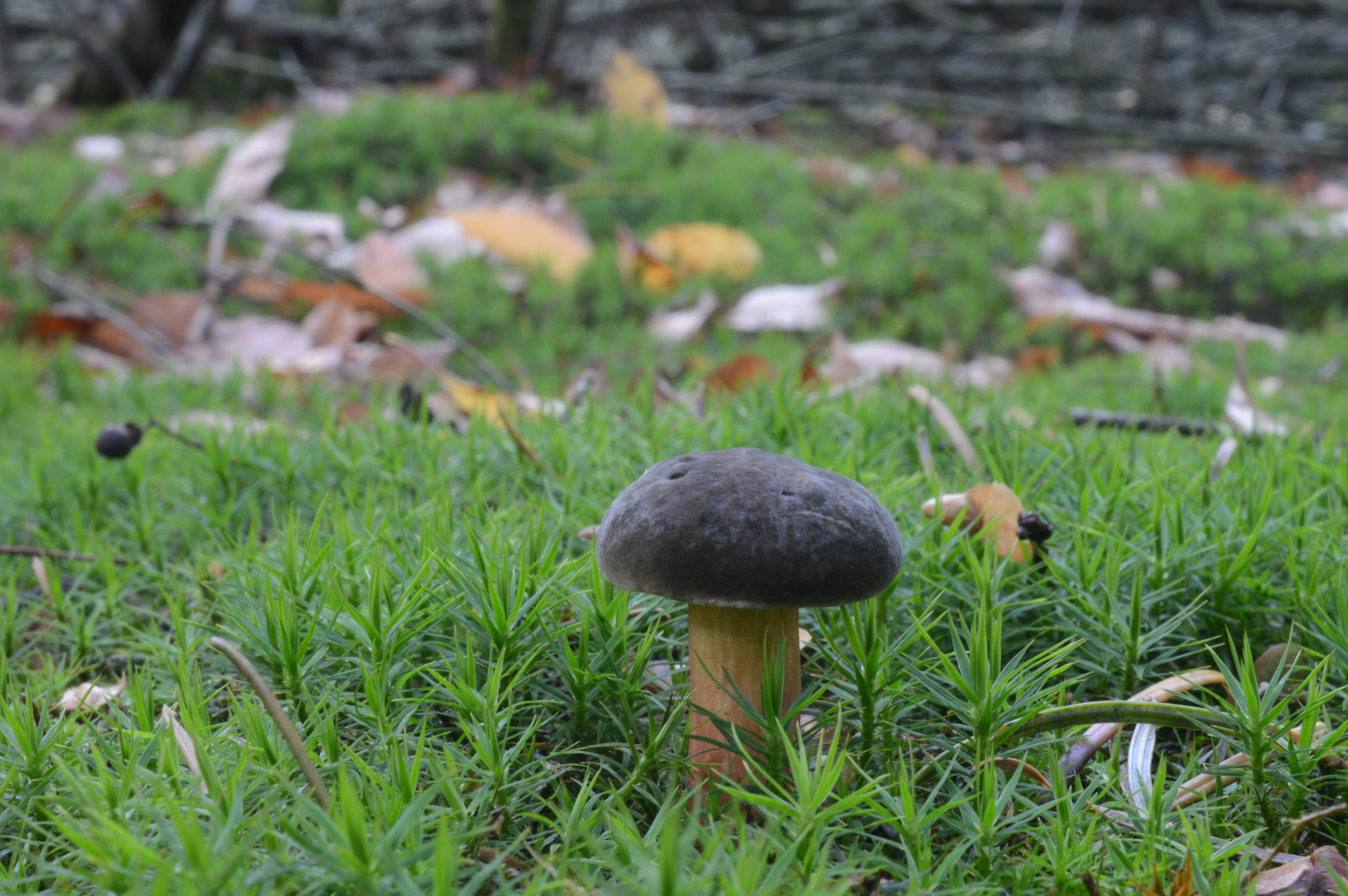 Xerocomellus chrysenteron sl, incl. bubalinus, cisalpinus, engelii, porosporus (door PC Bakker)