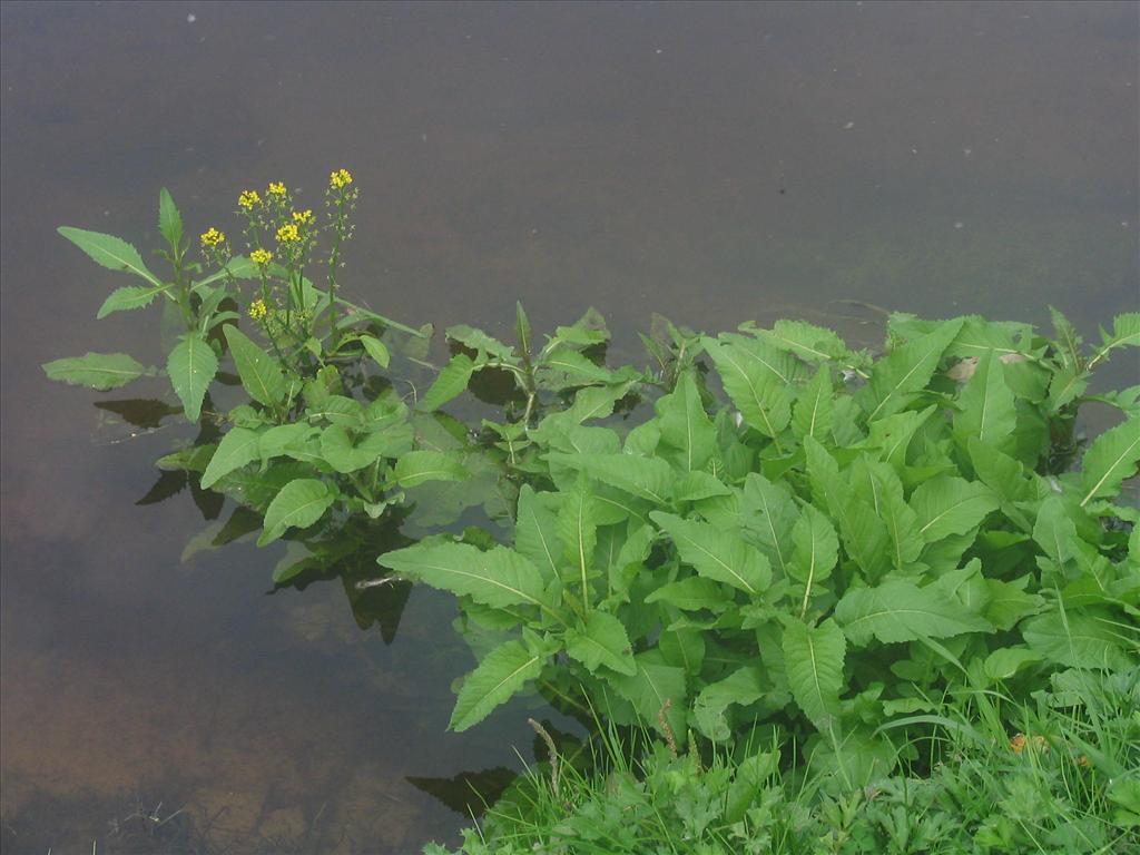 Rorippa amphibia (door Pieter Stolwijk)