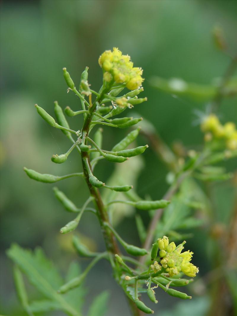 Rorippa palustris (door Adrie van Heerden)
