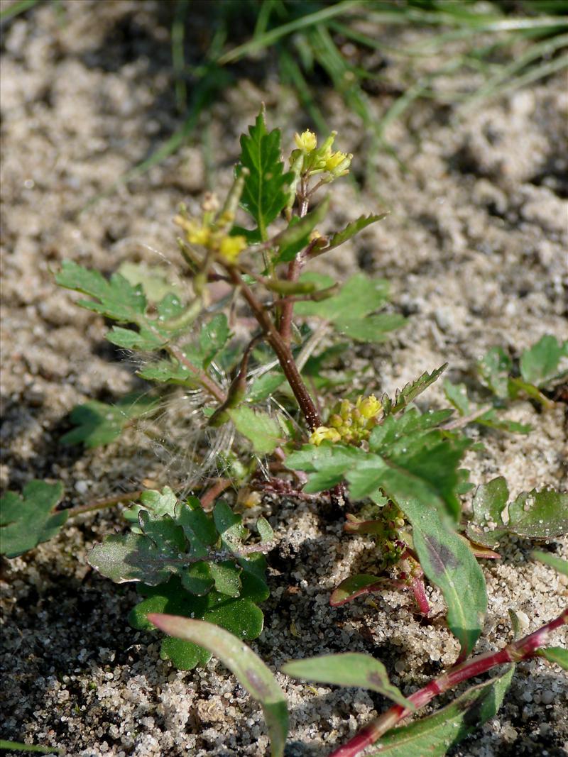 Rorippa palustris (door Adrie van Heerden)