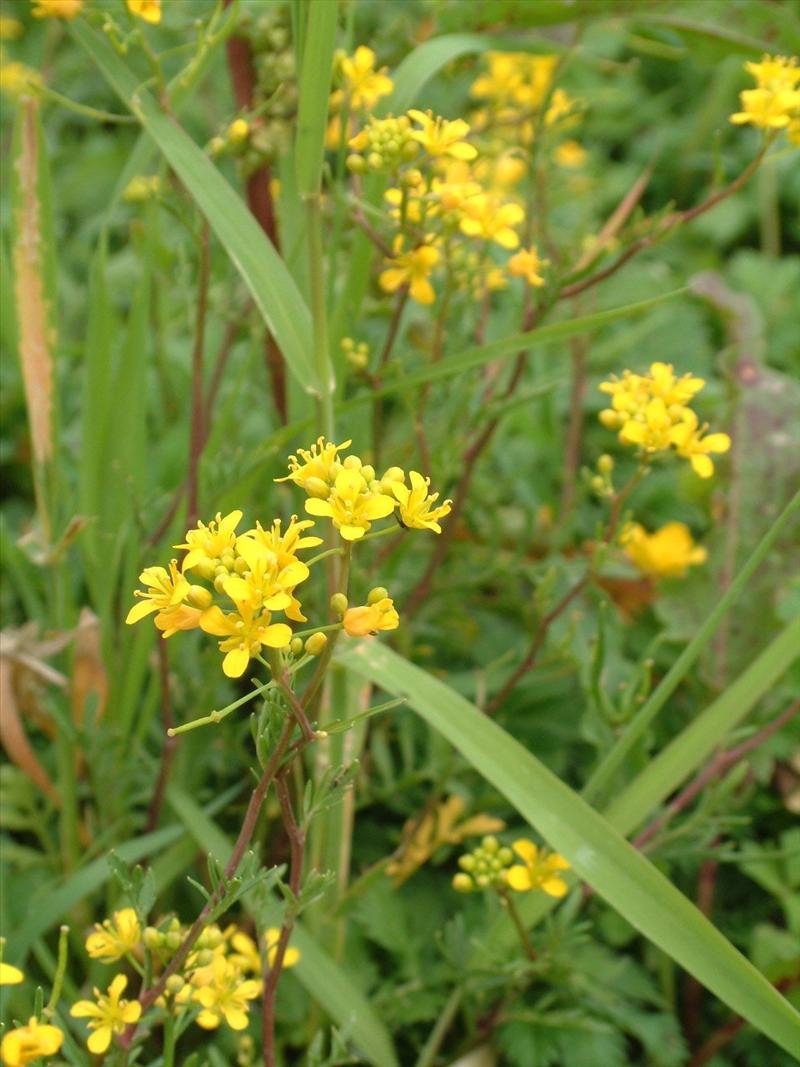 Rorippa sylvestris (door Adrie van Heerden)