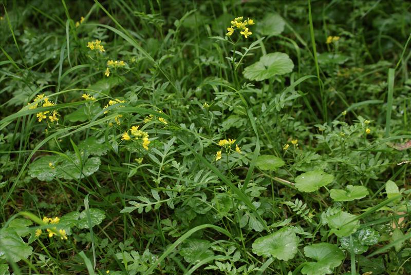 Rorippa sylvestris (door Adrie van Heerden)