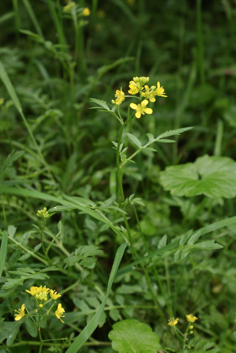 Rorippa sylvestris (door Adrie van Heerden)