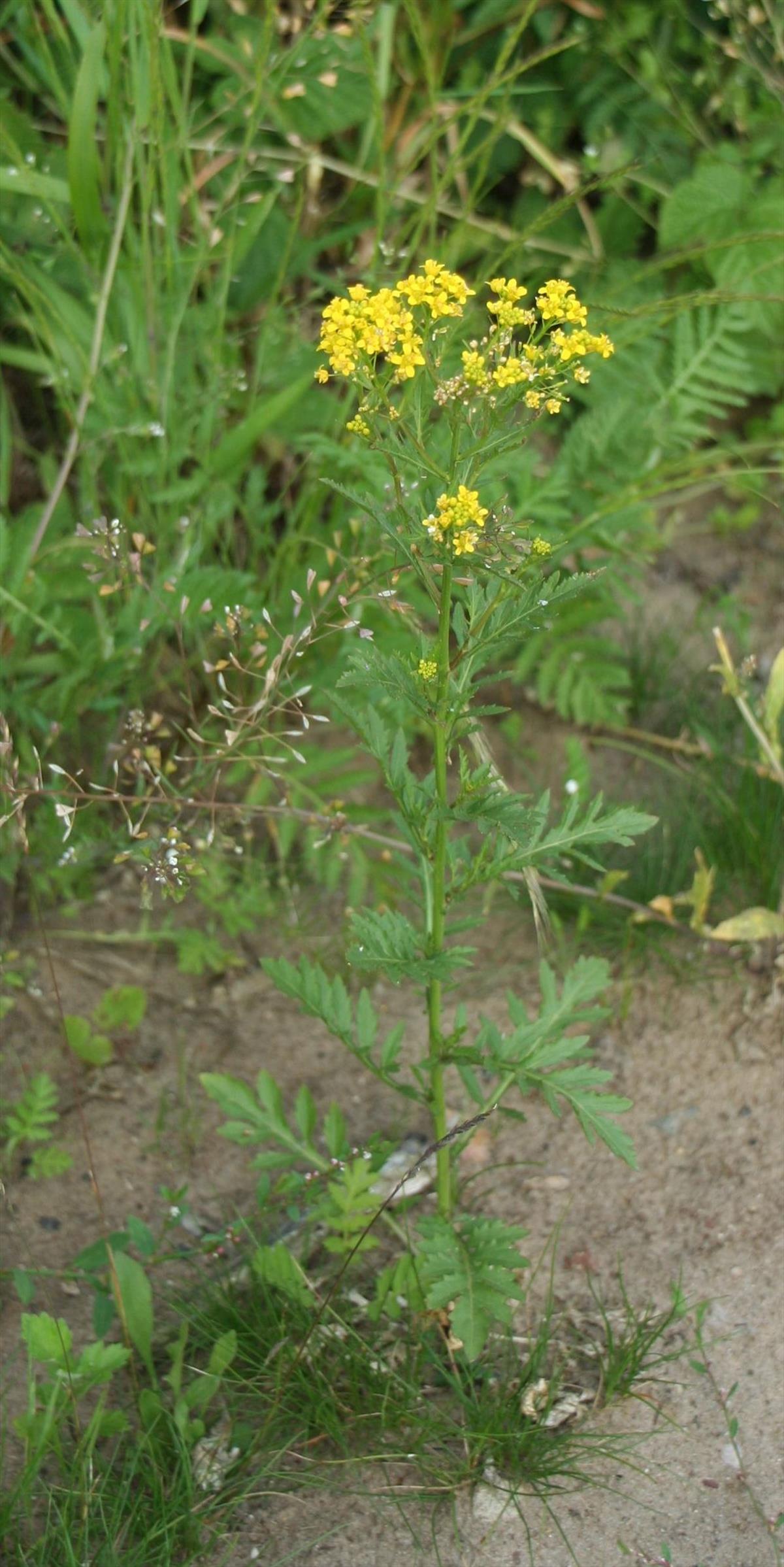 Rorippa x anceps (door Pieter Stolwijk)