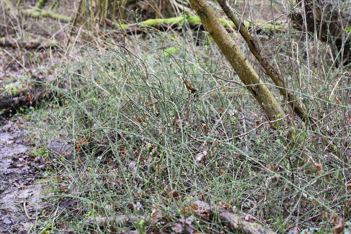 Rosa arvensis (door Jan Klinckenberg)