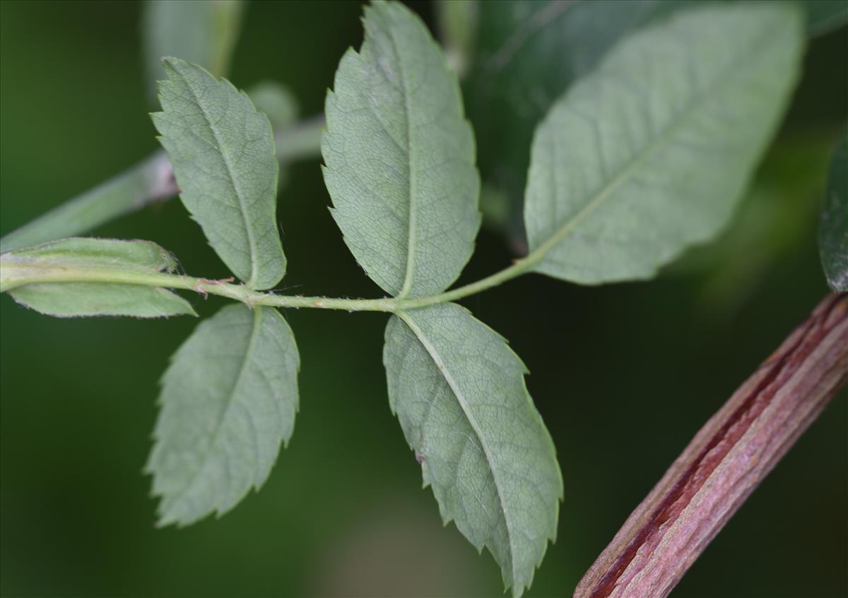 Rosa arvensis (door Jan Klinckenberg)