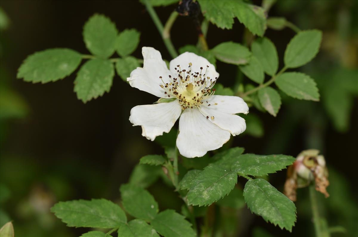 Rosa arvensis (door Jan Klinckenberg)