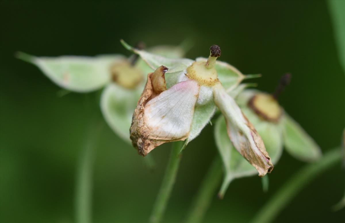 Rosa arvensis (door Jan Klinckenberg)