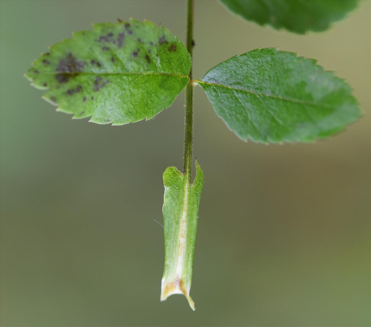 Rosa arvensis (door Jan Klinckenberg)