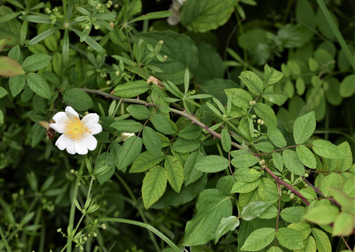 Rosa arvensis (door Jan Klinckenberg)