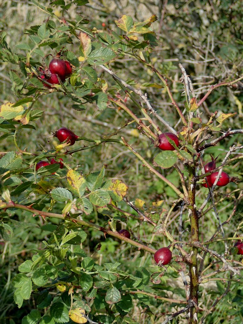 Rosa caesia (door Adrie van Heerden)