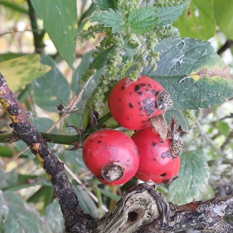 Rosa caesia (door Guus de Vries)