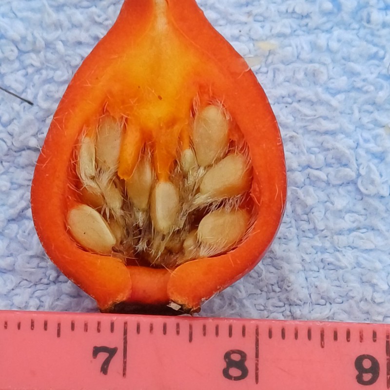 Rosa caesia (door Guus de Vries)