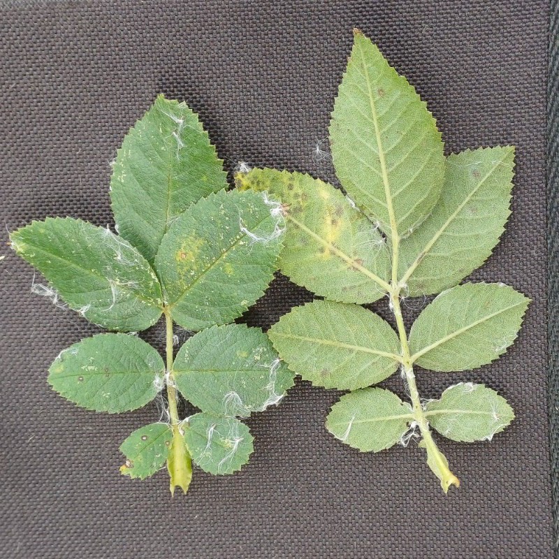 Rosa caesia (door Guus de Vries)