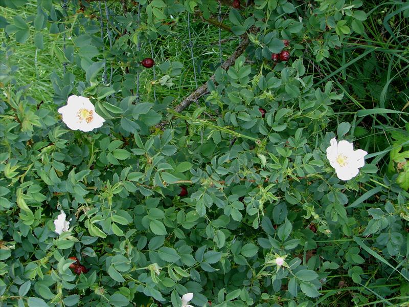 Rosa canina (door Adrie van Heerden)