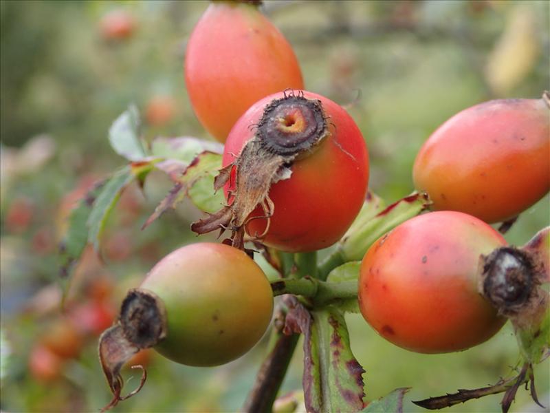 Rosa corymbifera (door Adrie van Heerden)