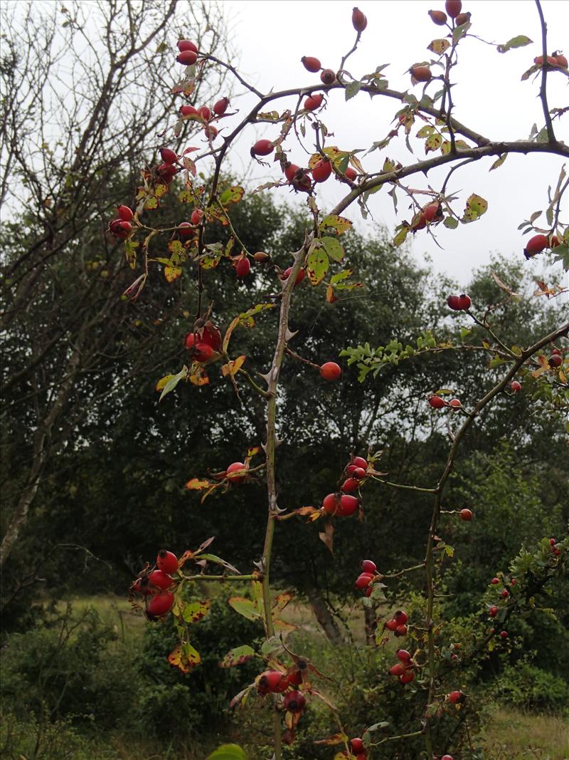 Rosa corymbifera (door Adrie van Heerden)