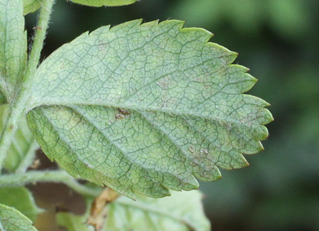 Rosa corymbifera (door Peter Meininger)