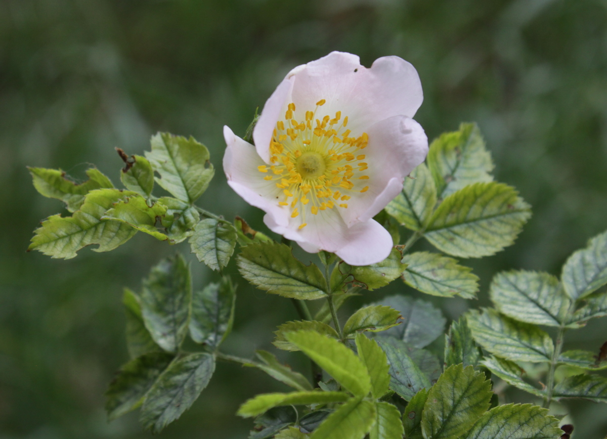 Rosa corymbifera (door Peter Meininger)