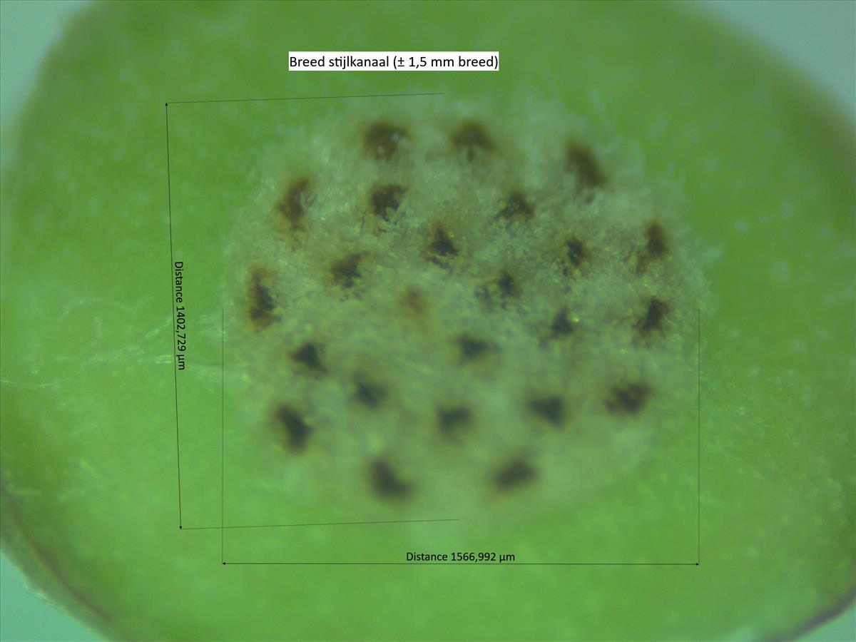 Rosa glauca (door Jan Klinckenberg)