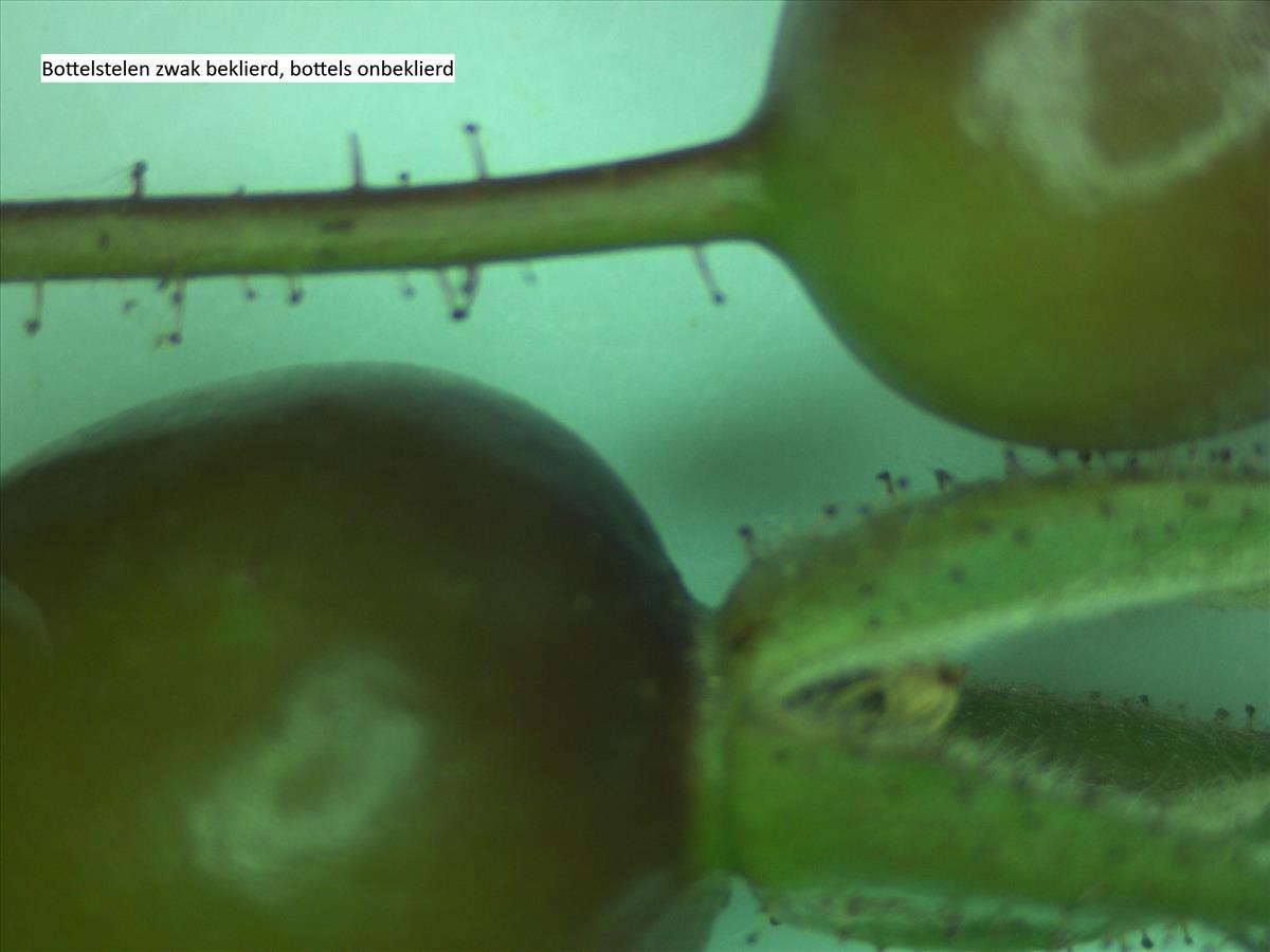 Rosa glauca (door Jan Klinckenberg)