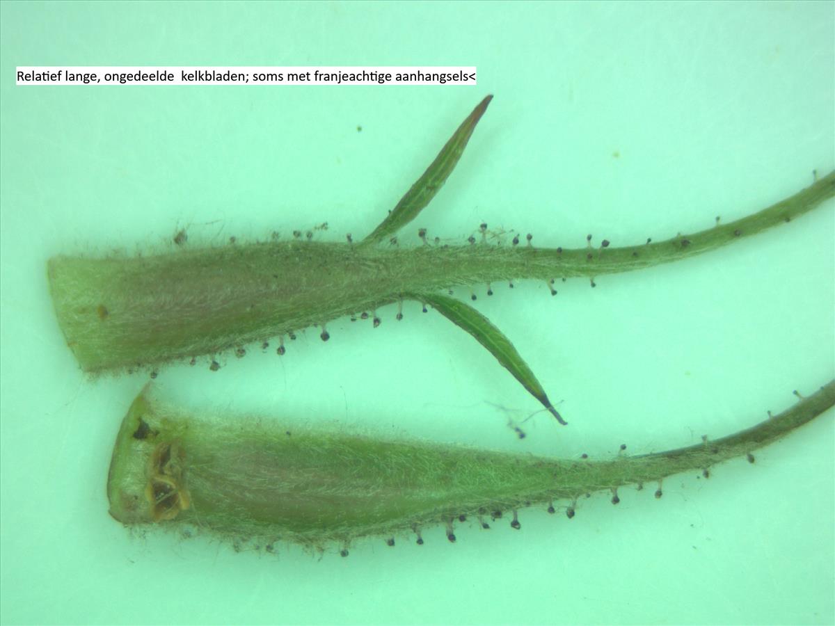 Rosa glauca (door Jan Klinckenberg)