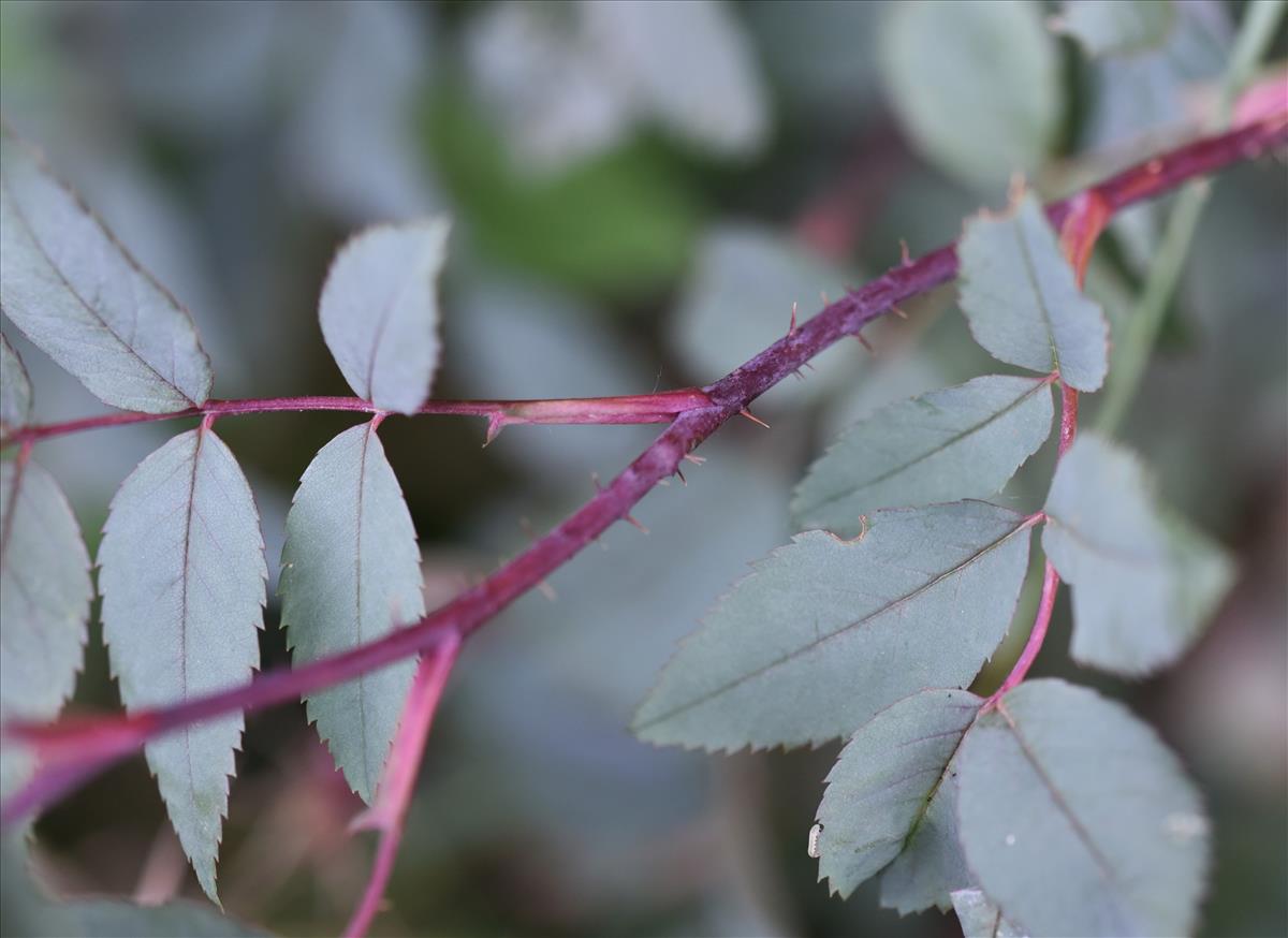 Rosa glauca (door Jan Klinckenberg)