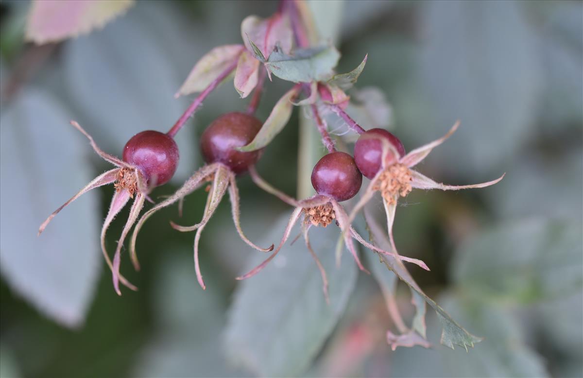 Rosa glauca (door Jan Klinckenberg)