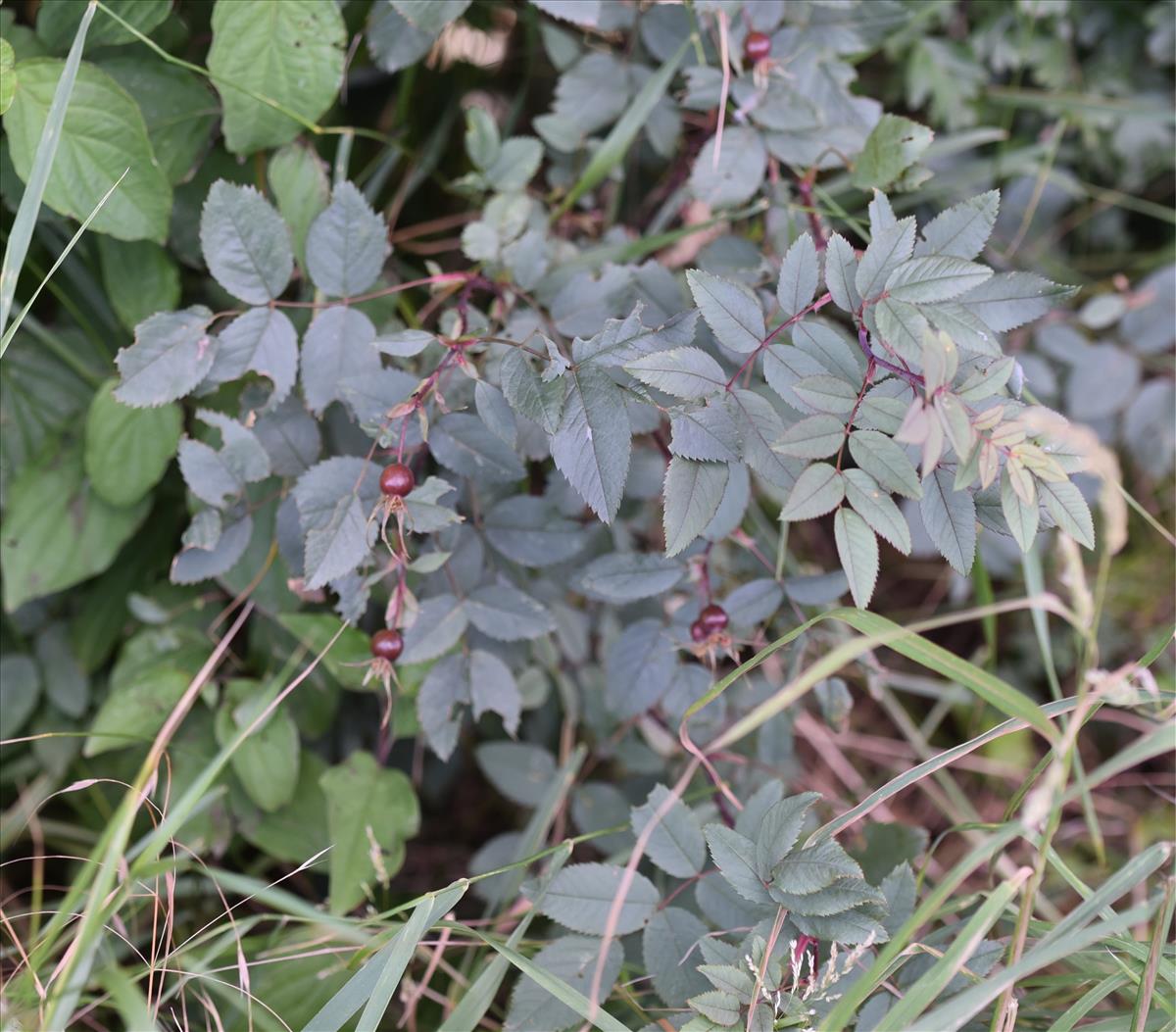 Rosa glauca (door Jan Klinckenberg)