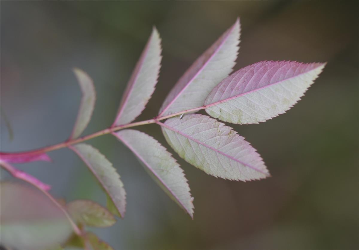 Rosa glauca (door Jan Klinckenberg)