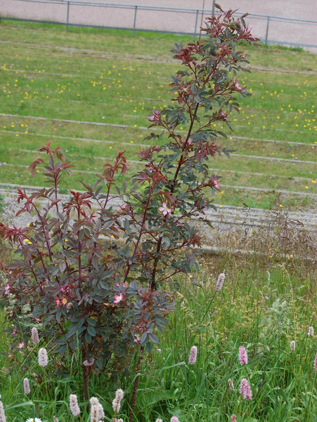 Rosa glauca (door Jan Klinckenberg)