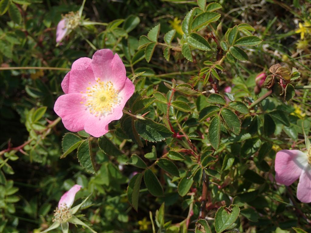 Rosa x gremlii (door Adrie van Heerden)