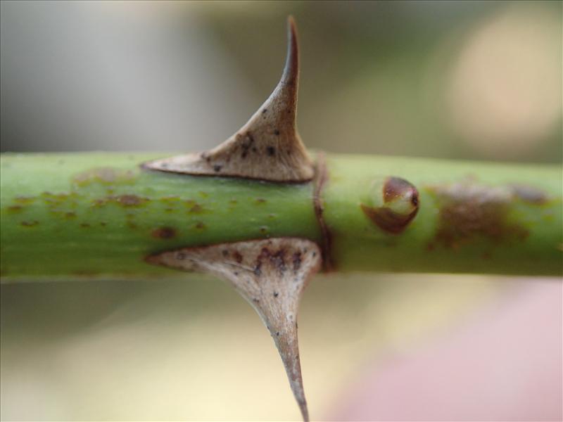 Rosa majalis (door Adrie van Heerden)