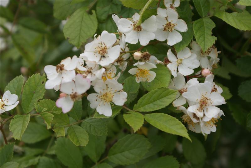 Rosa multiflora (door Adrie van Heerden)