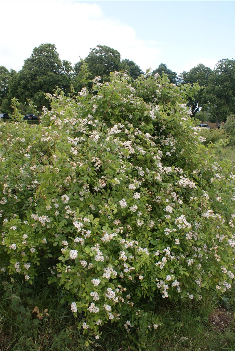 Rosa multiflora (door Adrie van Heerden)