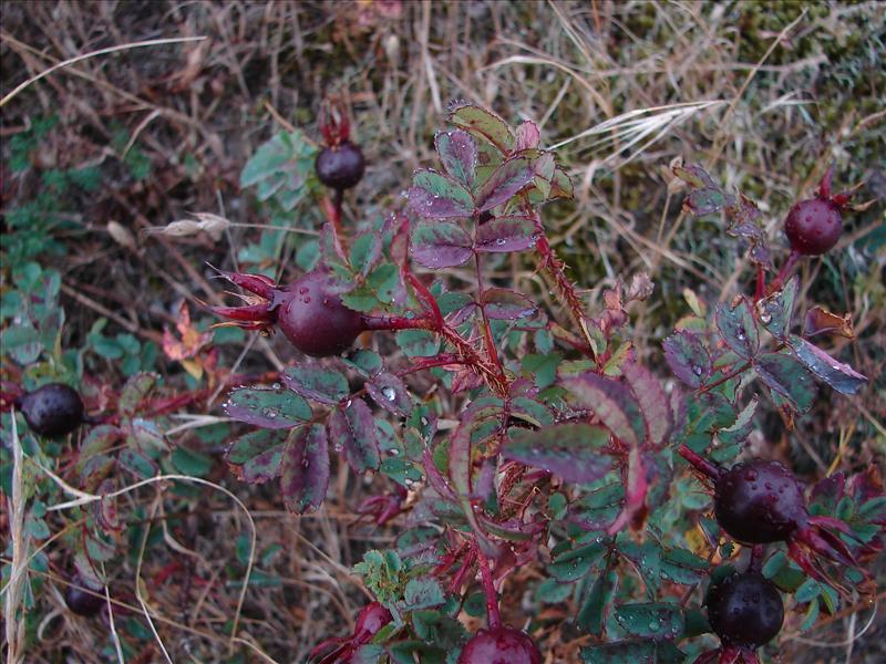 Rosa spinosissima (door Adrie van Heerden)