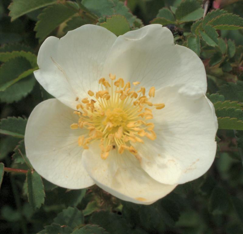 Rosa spinosissima (door Adrie van Heerden)