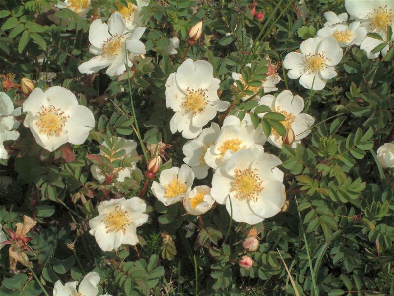 Rosa spinosissima (door Adrie van Heerden)